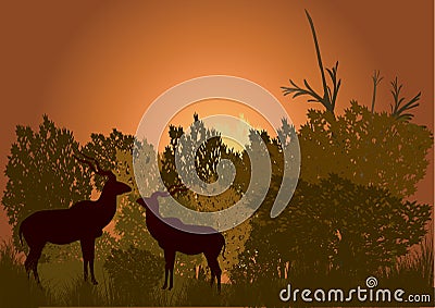 Two kudu in the bush late eveinging Stock Photo