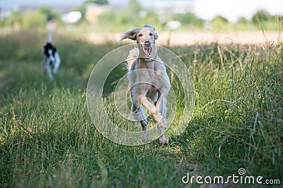 Two Kyrgyzian Sight hound Taigan dogs running on the grass Stock Photo