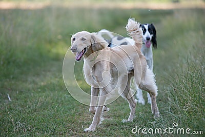 Two Kyrgyzian Sight hound Taigan dogs sitting on the green gras Stock Photo