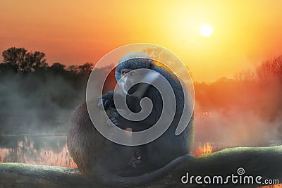 Two L`Hoest`s monkey on the tree with sunset Stock Photo