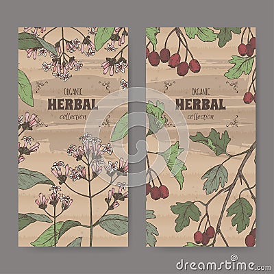 Two labels with Cinchona officinalis aka quinine or Jesuit bark and Crataegus monogyna aka common hawthorn color sketch. Vector Illustration