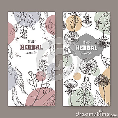 Set of two labels with camphorwood or camphor laurel and Dandelion sketch. Green apothecary series. Vector Illustration