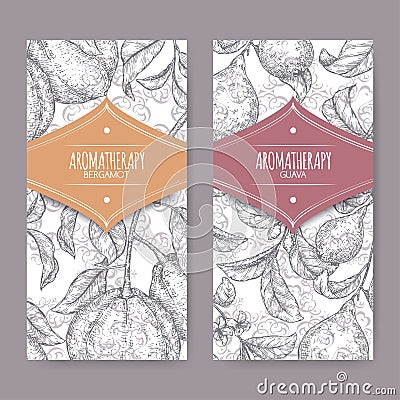 Two labels with Citrus bergamia aka bergamot and Psidium guajava aka guava branch sketch on elegant lace background. Vector Illustration