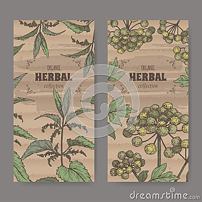 Two labels with Urtica dioica aka common nettle and Angelica archangelica aka garden angelica color sketch. Vector Illustration