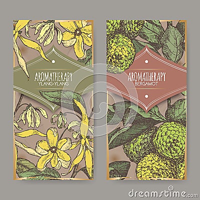 Two labels with ylang-ylang and bergamot orange color sketch Vector Illustration