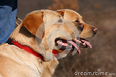 Two labrador dogs with red neckpiece Stock Photo