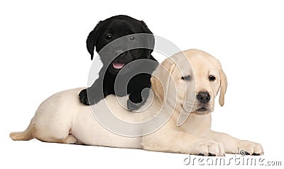 Two Labrador puppies, 7 weeks old Stock Photo