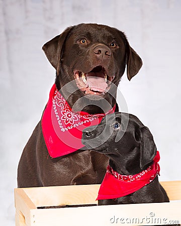 Two labs, chocolate and black lab wearing red bandannas Stock Photo