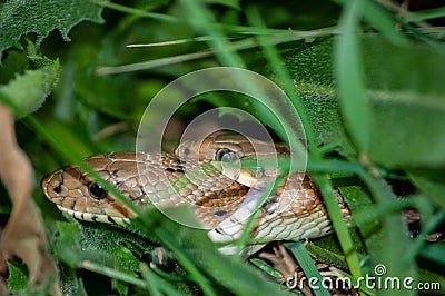 Two ladder snakes biting male female reproduction Stock Photo
