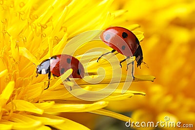 Two ladybugs on the petals of a dandelion Stock Photo