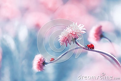 Two ladybugs on a pink spring flower against blue background. Artistic macro image. Concept spring summer. Stock Photo