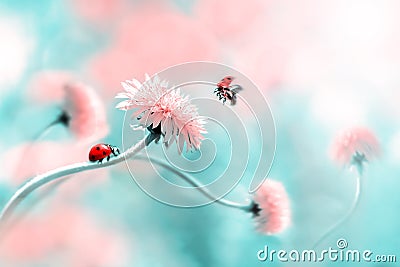 Two ladybugs on a pink spring flower. Flight of an insect. Artistic macro image. Concept spring summer Stock Photo