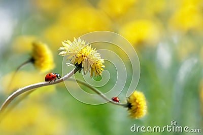 Two ladybugs on a yellow spring flower. Artistic macro image. Concept spring summer. Stock Photo