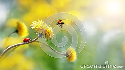 Two ladybugs on a yellow spring flower. Flight of an insect. Artistic macro image. Concept spring summer Stock Photo