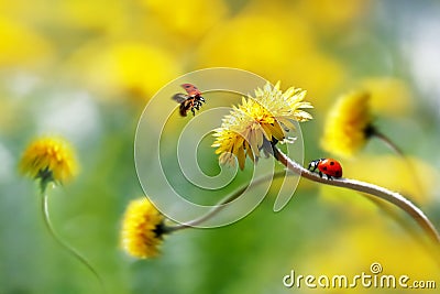 Two ladybugs on a yellow spring flower. Flight of an insect. Artistic macro image. Concept spring summer Stock Photo