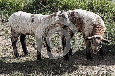 Two lamb on the land Stock Photo