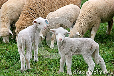 Two Lambs Stock Photo