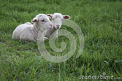 Two lambs, cuddled, sheep in a field of grass Stock Photo