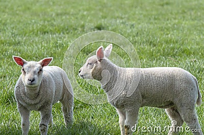 Two Lambs At A Grassland Around Abcoude The Netherlands 15-4-2019 Stock Photo