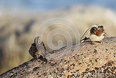 Two Lapland Longspur (Calcarius lapponicus) Stock Photo