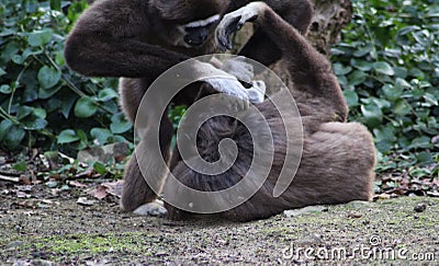 Two Lar gibbon Stock Photo
