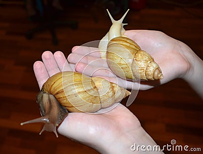 Two large Achatina snails Stock Photo