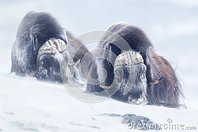 Two large adult male musk oxen in the mountains during tough cold winter conditions Stock Photo