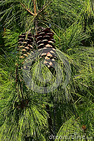 Two large cones hidden in pine Pinaceae tree needles dense foliage, sunbathing in late fall sunshine Stock Photo