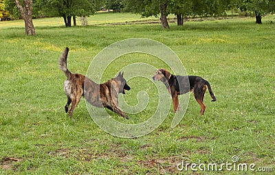 Dogs playing off leash in a green grassy area Stock Photo