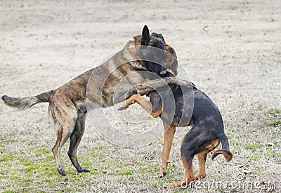 Dogs play rough in the yard, seem to hug Stock Photo