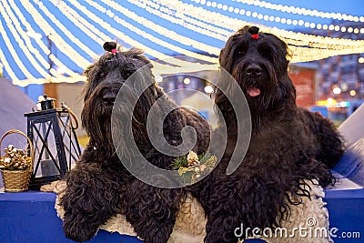 Two large dogs lie on skin of sheep Festive mood Stock Photo