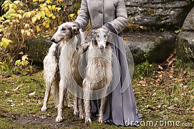 Two large dogs in the Park Stock Photo