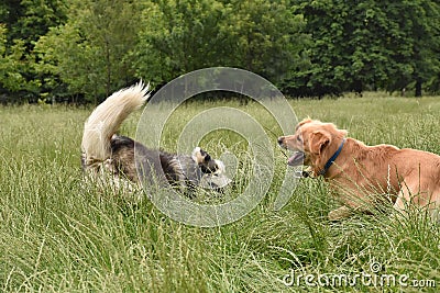 Two large dogs playing Stock Photo