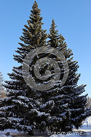 two large fir trees covered with snow against a bright blue winter sky Stock Photo