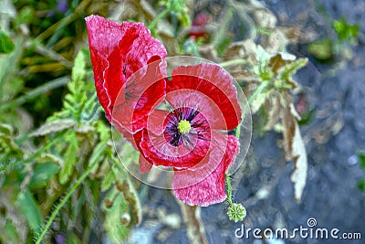 Two large buds of flowering poppy outdoors in nature Stock Photo