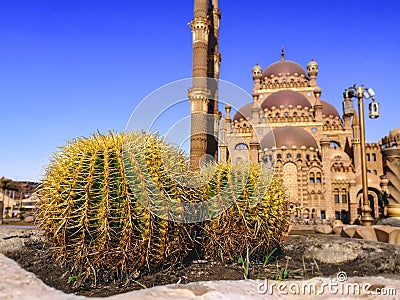 Two large globular Echinocactus on the background of a blurred landscape with the El Sahaba Mosque in Sharm El Sheikh Egypt. Stock Photo