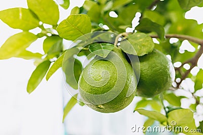 Two large green pamelo fruits on a branch close-up. Citrus maxima. Pomelo hang with branch on the pomelo tree at the Stock Photo