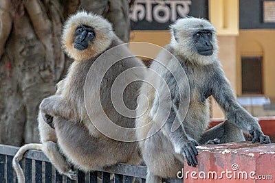 Two Large Indian Macaque Monkeys Monkey sitting on metal fence Stock Photo