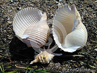 Two large and one small seashells on the shore. Stock Photo