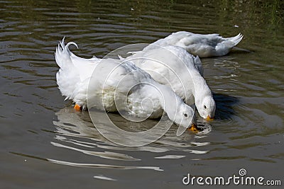 Two large white Aylesbury Pekin ducks with head below surface dabbling and searching for food Stock Photo