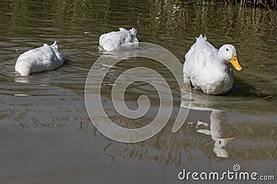 Two large white Aylesbury Pekin ducks with head below surface se Stock Photo