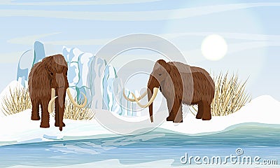 Two large woolly mammoth. Snow and glacier. Dry frozen grass by the sea. Prehistory animals. Ice Age. Vector Illustration