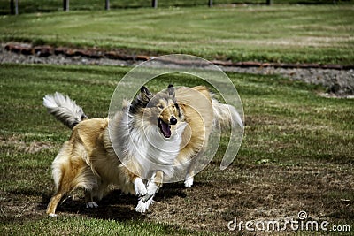 Two lassie rough coated collies Stock Photo