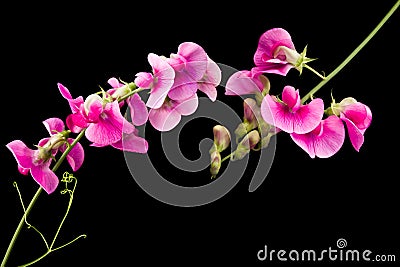 Two Lathyrus sweet pea twigs Stock Photo