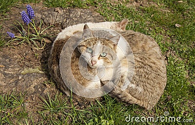 Two lazy cats resting in the sun Stock Photo