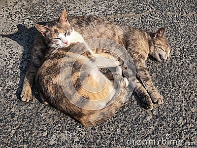 Two lazy cats sleep on the floor Stock Photo