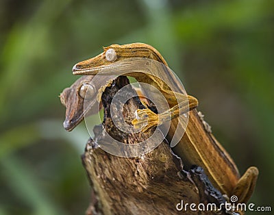 Two leaf-tailed gecko sitting on a branch. unusual perspective. Madagascar. Cartoon Illustration