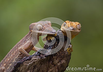 Two leaf-tailed gecko sitting on a branch. unusual perspective. Madagascar. Cartoon Illustration