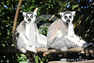 Two lemur sitting on a wooden log on a sunny day. Stock Photo