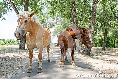 Two light and dark brown workhorses. Stock Photo